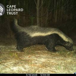 Honey badger ~ ratel